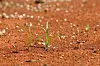 Solitary green plants growing on red desert