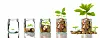 Gold coins and seed in clear bottle on white background,Business investment growth concept