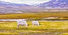 Reindeers eats grass at the plains of Svalbard