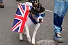 Hund med Union Jack-flagg, hatt og solbriller går på en gate i London under en marsj.