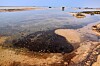 Mørke oljerester flyter i grunt kystvann ved en sandstrand på Qeshm-øya.